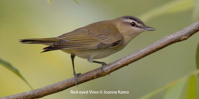 Red-eyed Vireo