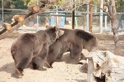 Bears in a zoo.