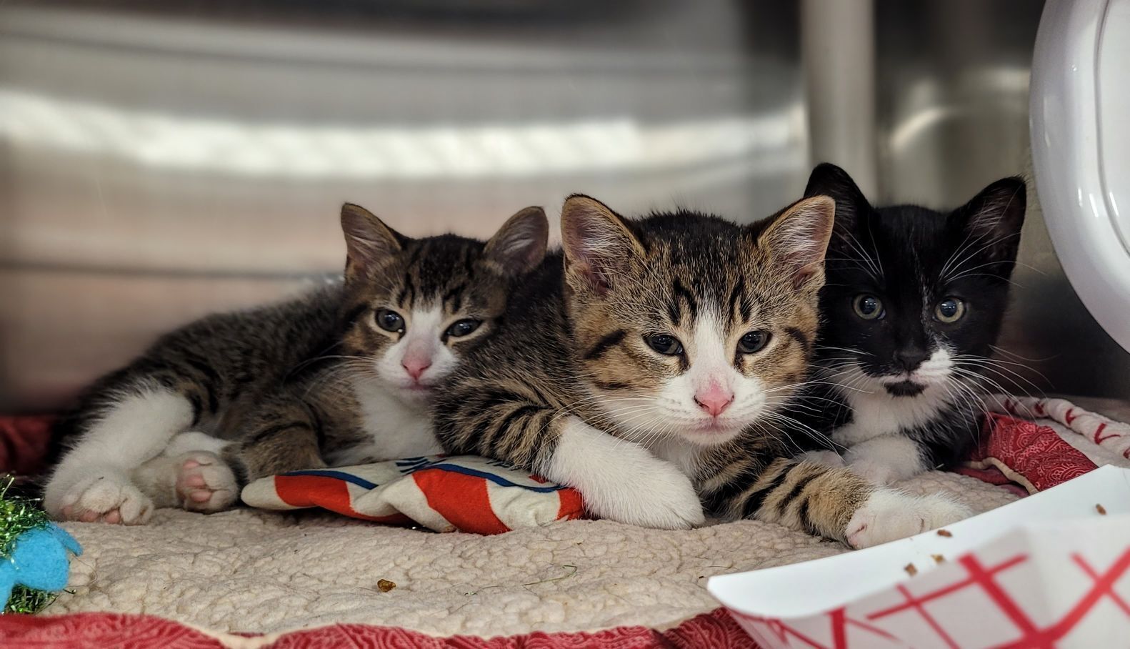 The Virtual Kitten Shower Is Right Meow!