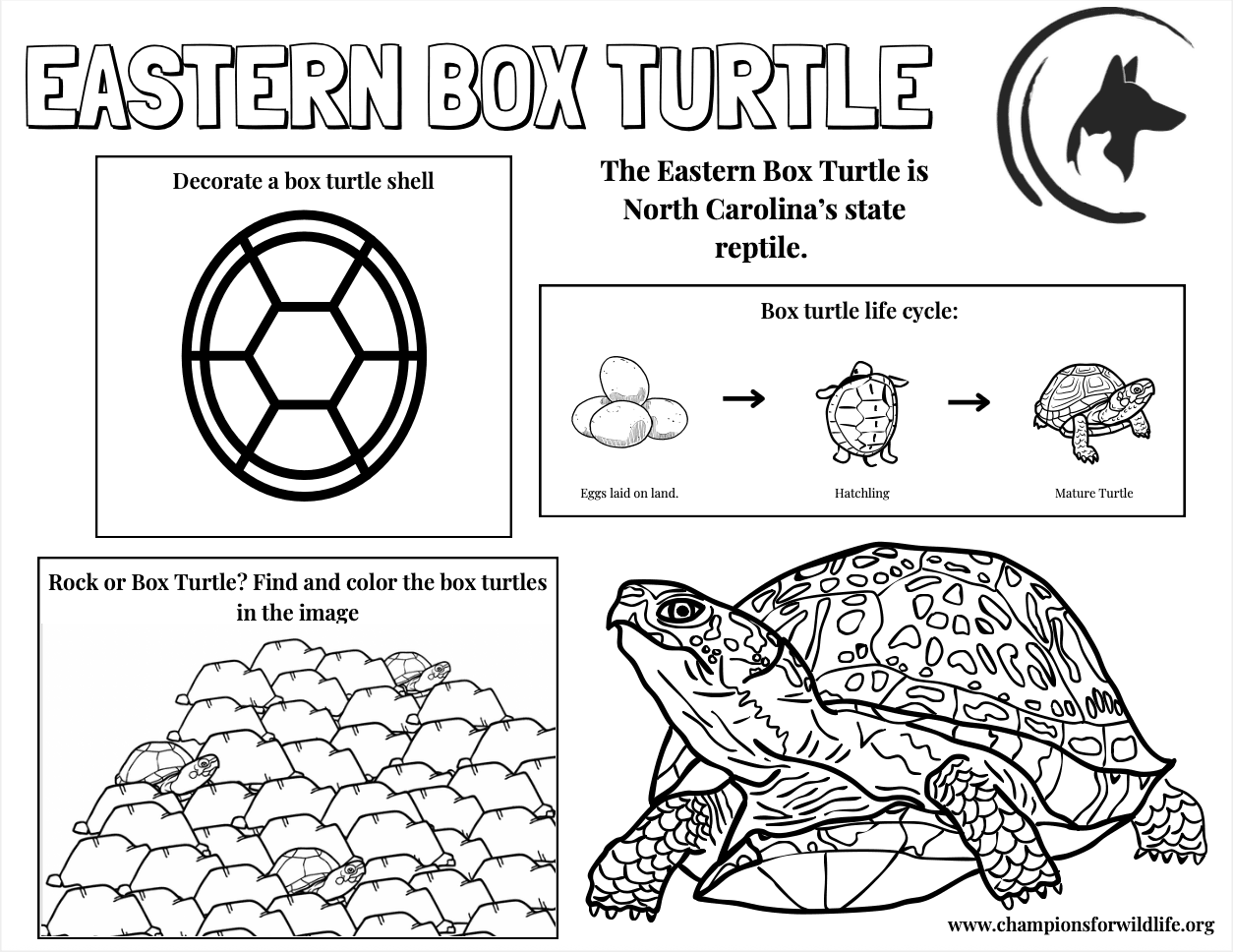 Several black and white turtle drawings and activities