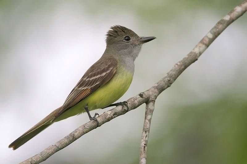 Great Crested Flycatcher Distribution