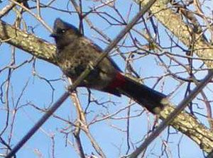 Red-vented Bulbul