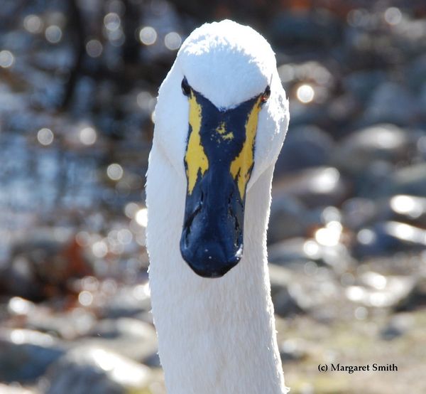 Similar Species to Swans & Hybrids Trumpeter Swan Society