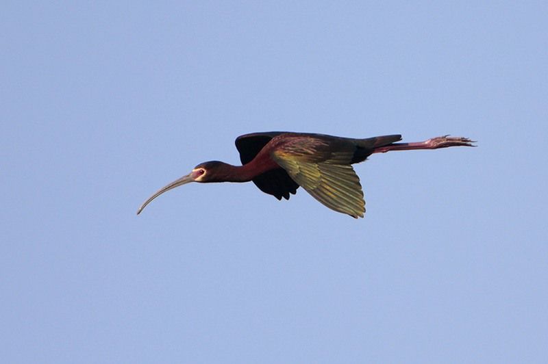 White-faced Ibis