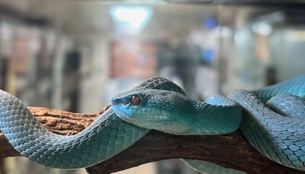 Virtual Adoptions: Venomous : Contribute : Phoenix Herpetological