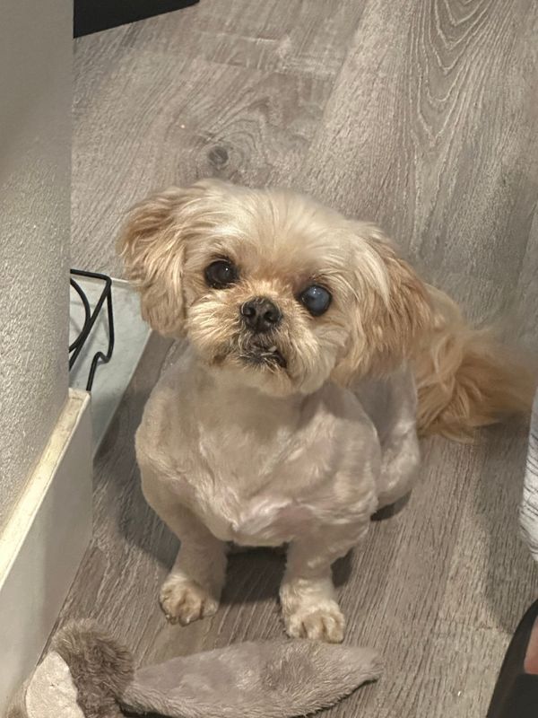 Meet Coco – Your New Best Friend! 