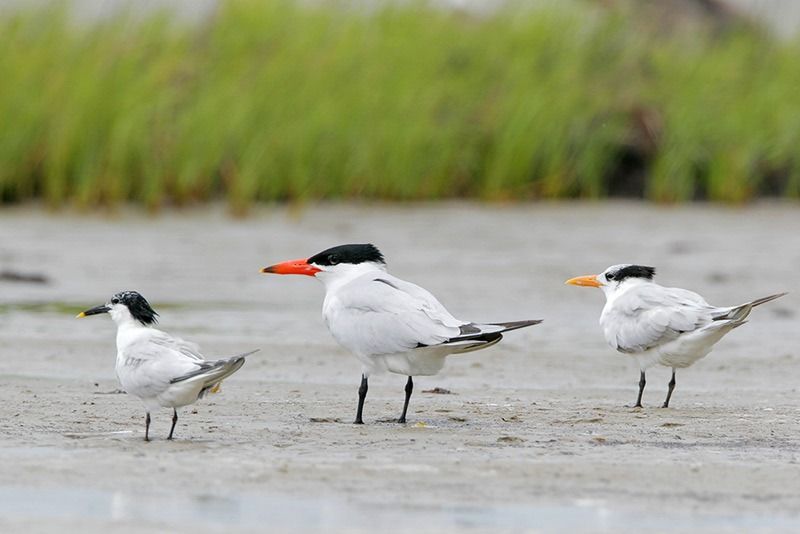 Caspian Terns