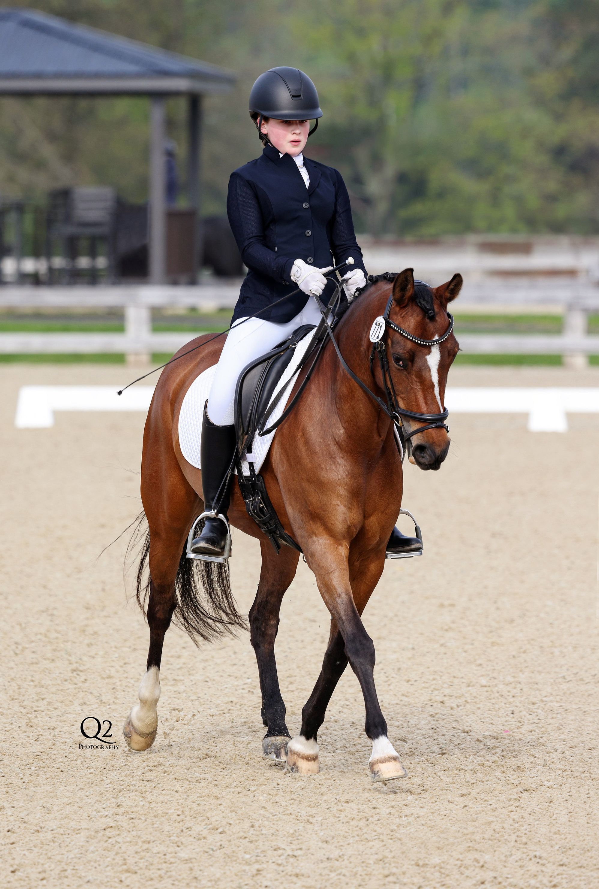American Connemara Pony Society 2026 Scholarship Announced