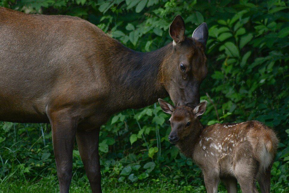 Elk cow nuzzling her spotted calf in front of green foliage