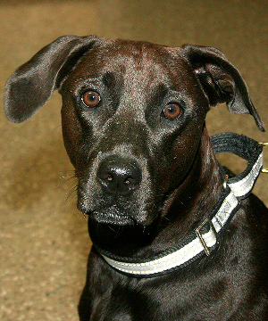 GRIFFI