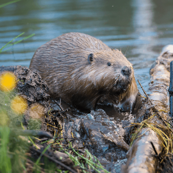 Beaver swimming