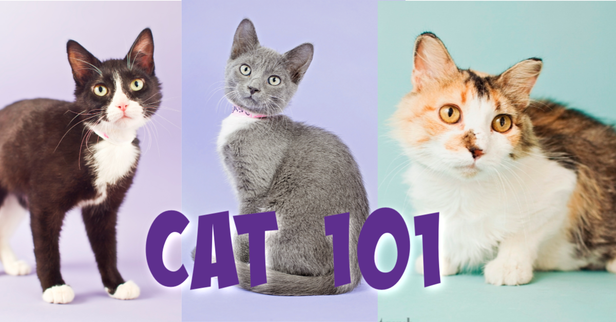 Cat 101