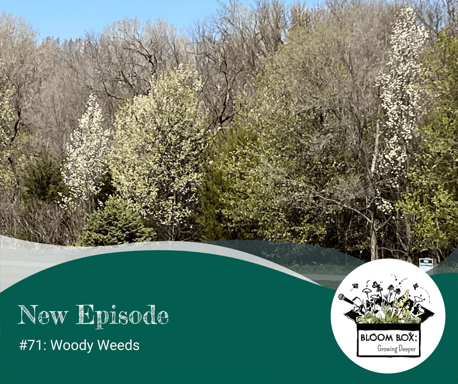 #71: Woody Weeds