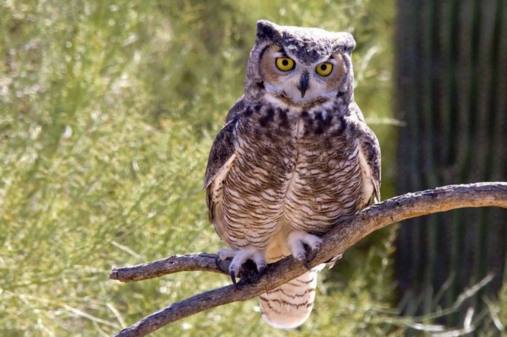 OWLS OF AZ