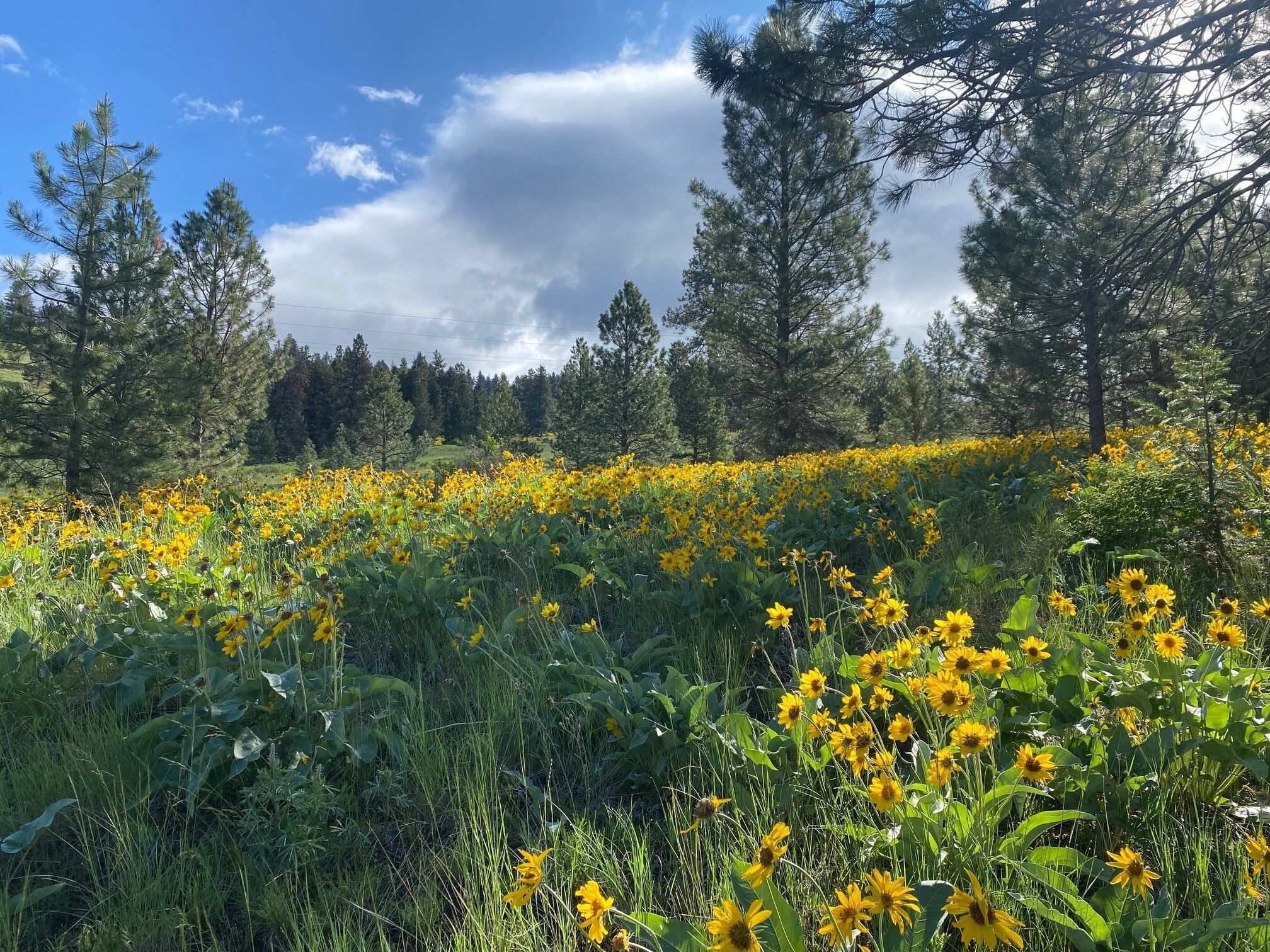 Ecosystem Management