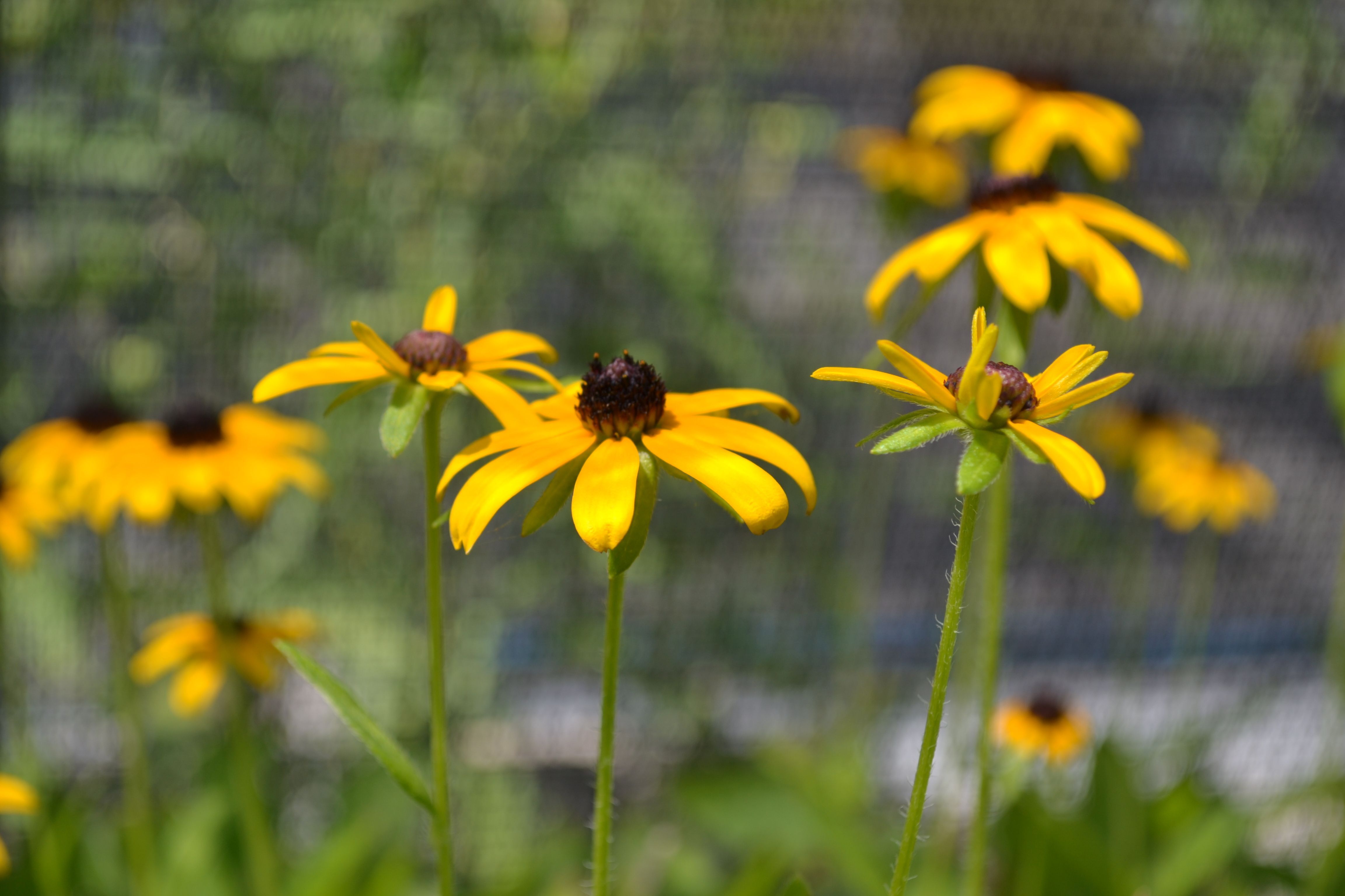 Yellow black-eyed Susans against a green background inside a greenhouse.
