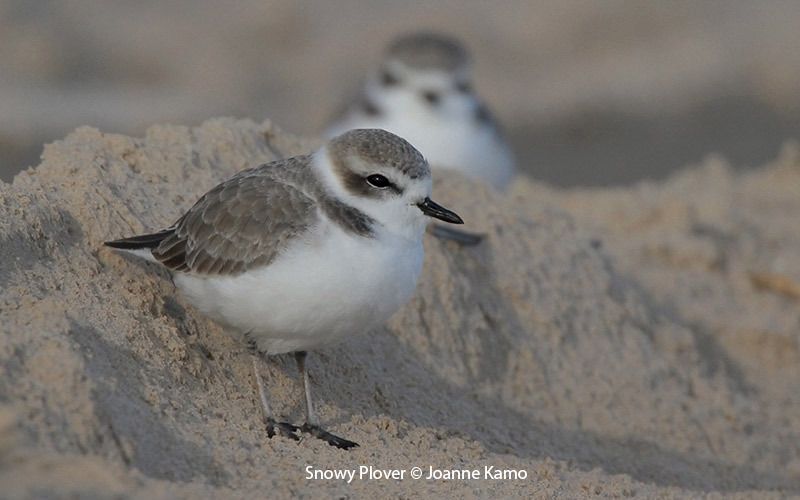 Snowy Plover