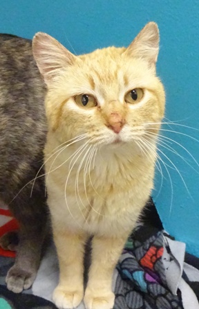 Cheddar