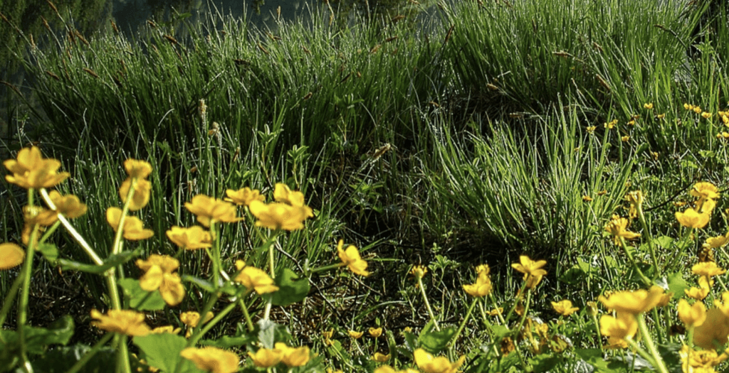 yellow flowers in a green bog