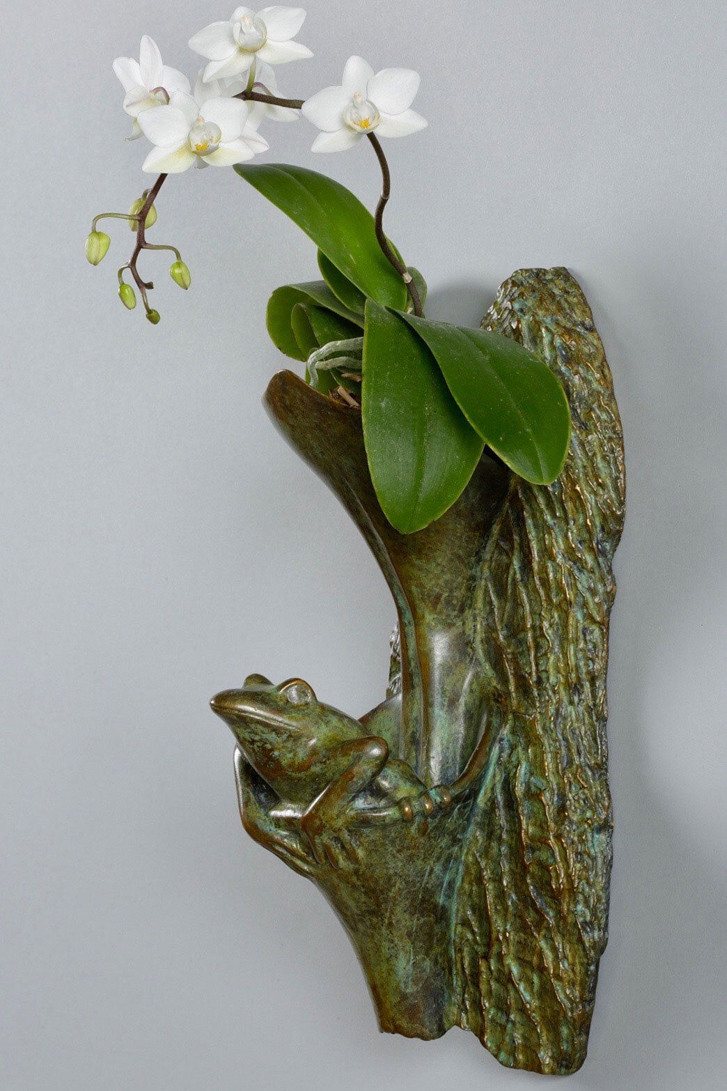 Tree Frog: Jumpin’ Jack in the Pulpit
