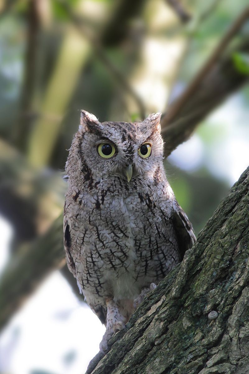 Eastern Screech-Owl