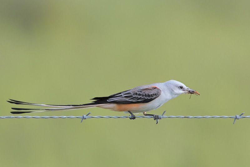 Scissor-tailed Flycatcher