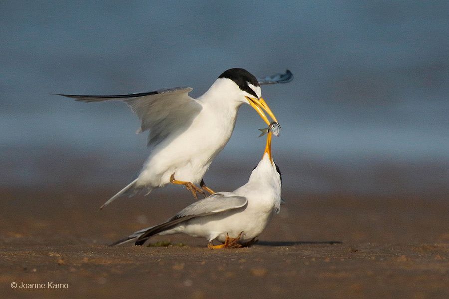 Least Tern