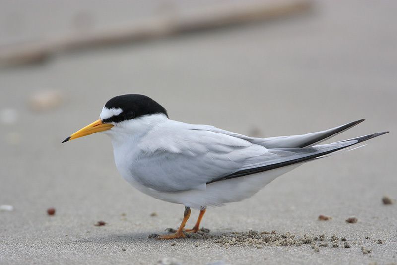 Least Tern