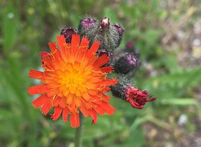 Orange Hawkweed