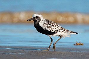 Beak of the Week: Black-bellied Plover