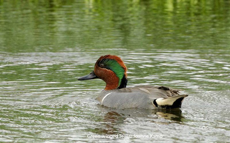 Green-winged Teal