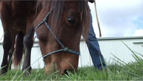 WATE: Injured Horse Becomes Therapy Animal With Horse Haven's Help