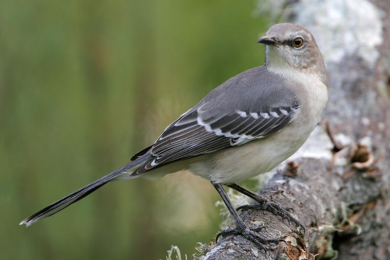 Northern Mockingbird