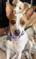 Pebbles - ADOPTED