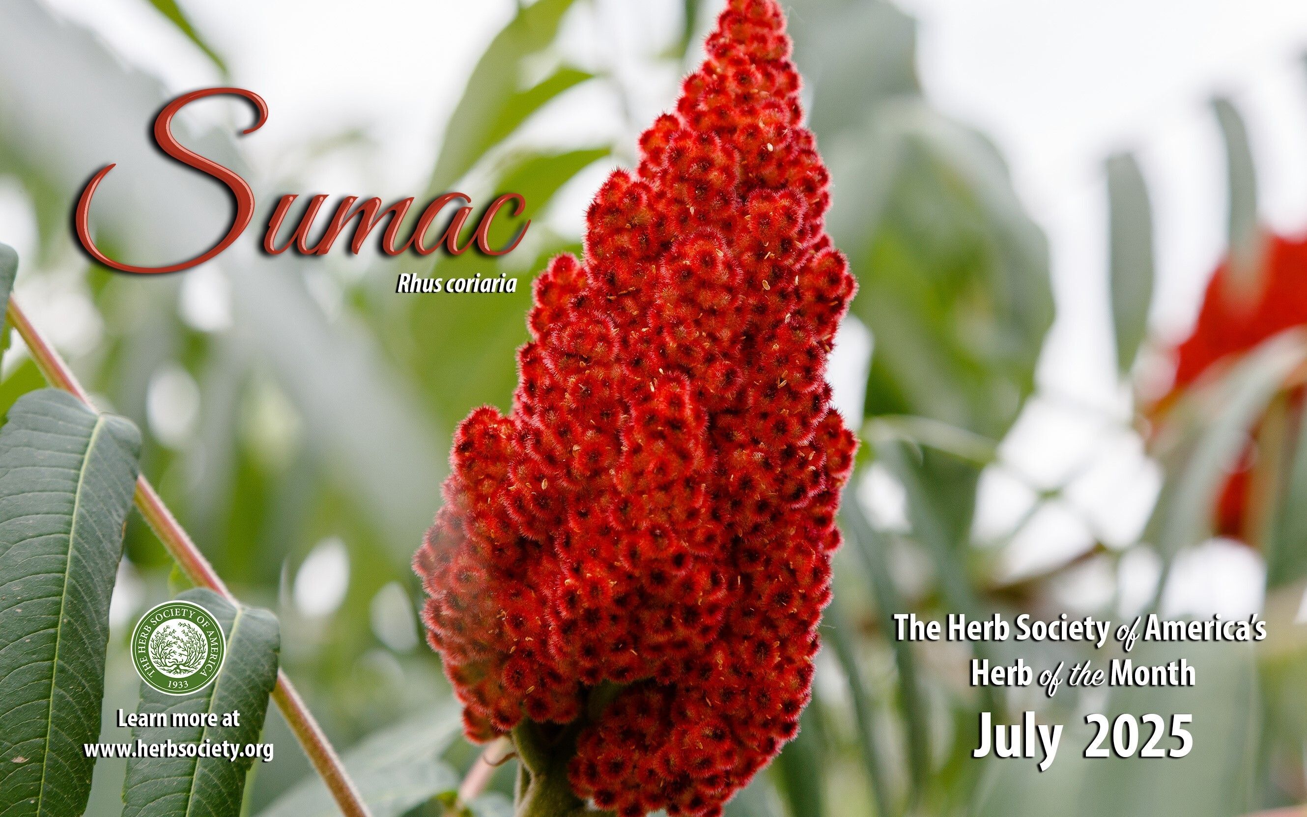 July Sumac
