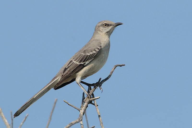 Northern Mockingbird