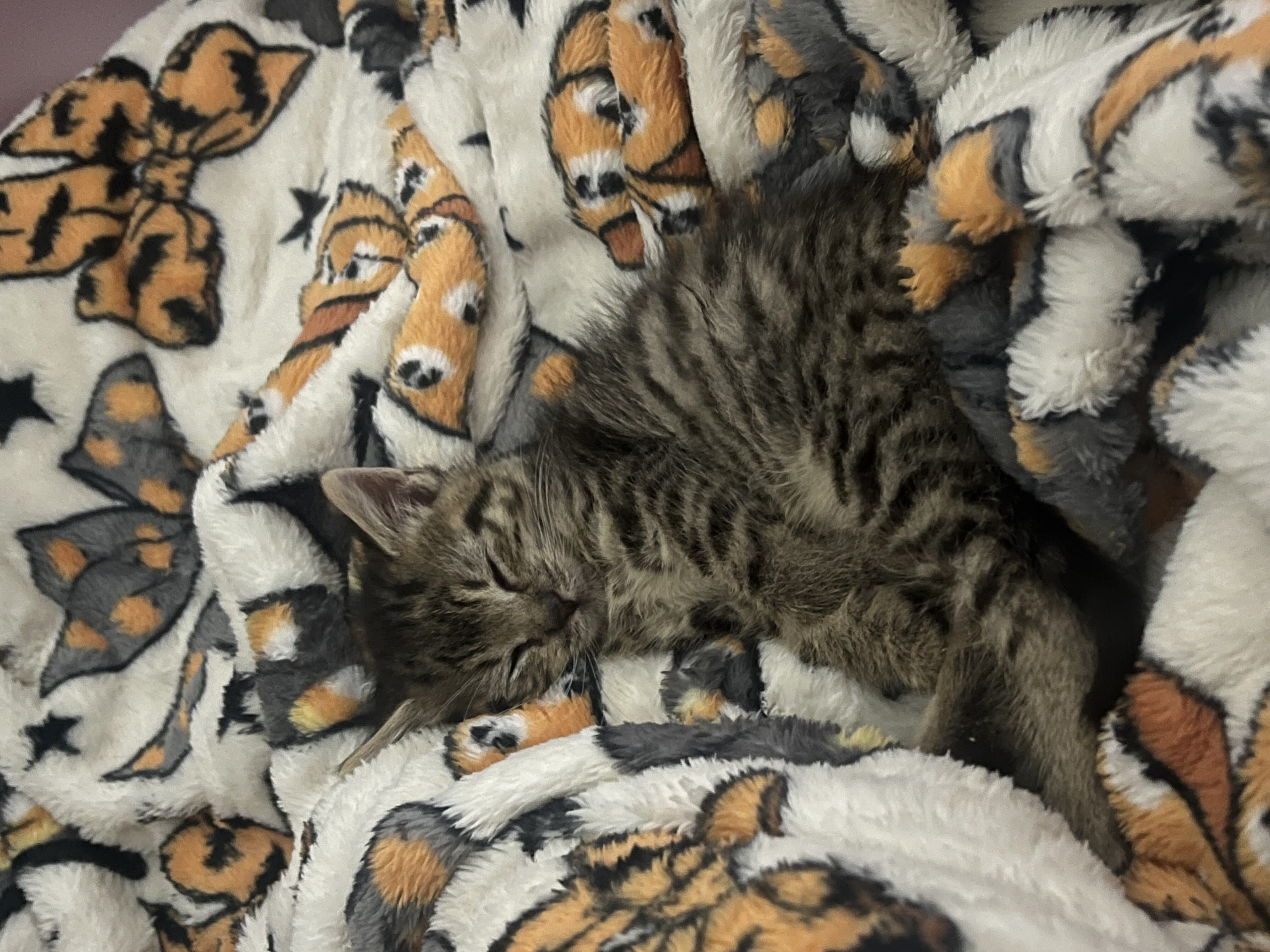 Jett - ADOPTION PENDING