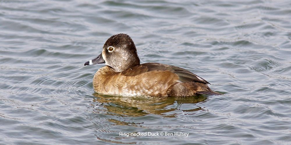 Ring-necked Ducks