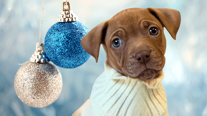 Puppy pictured on a Christmas background