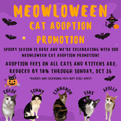 Meowloween Adoption Promo