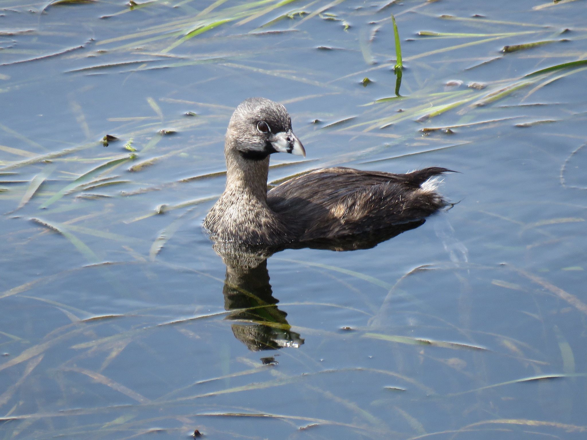 Audubon Advocates sum up their work to protect eelgrass, an important marine habitat. 