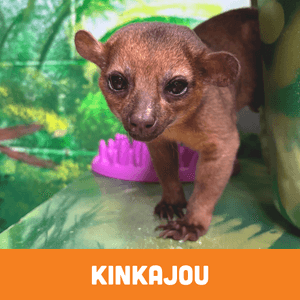 Kinkajou