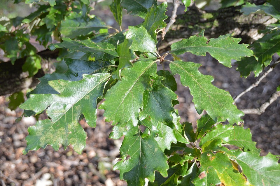 Swamp White Oak - Pack of 25 Seedling (6"-12")