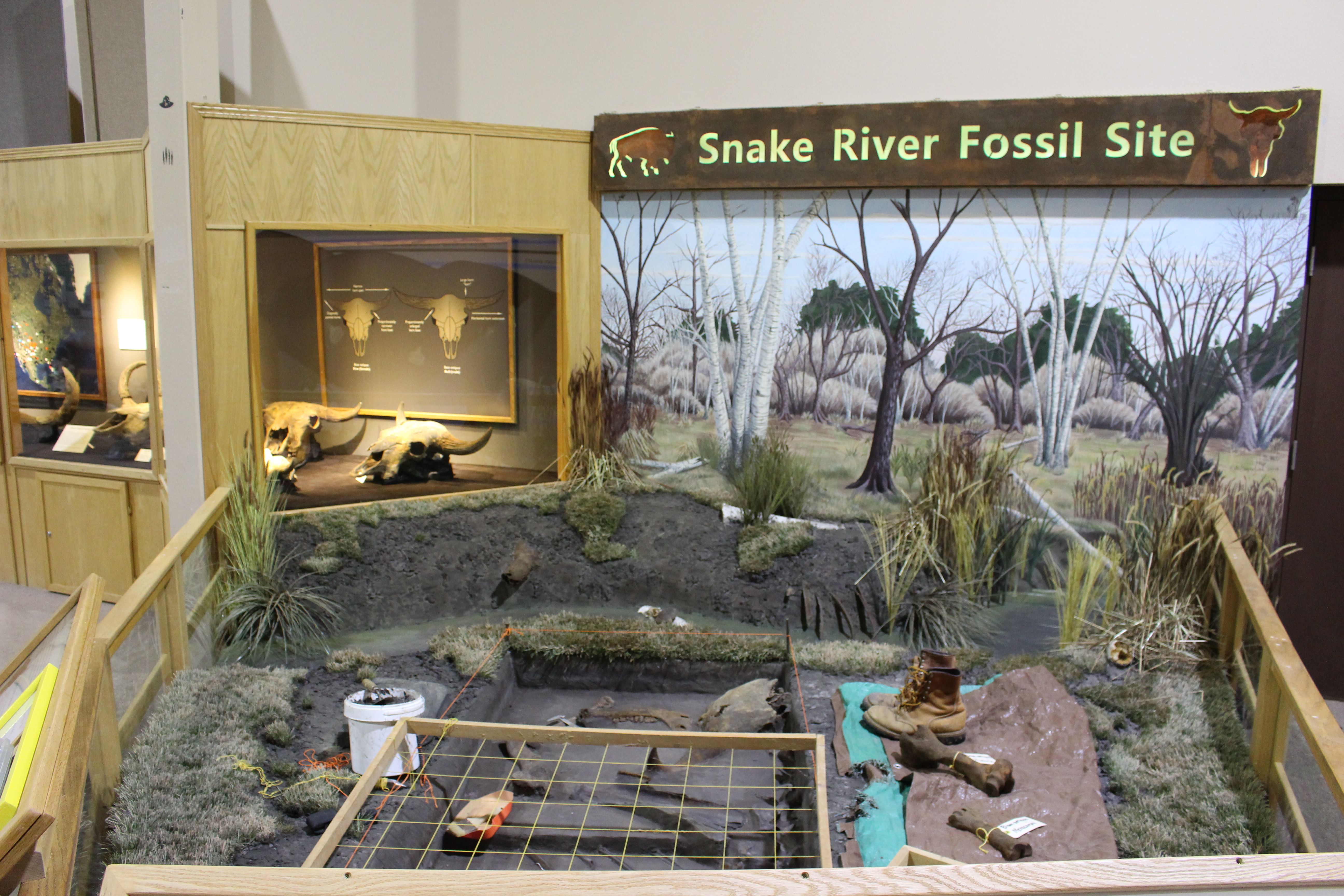 The Mammoth Site to Excavate at the Snake River Fossil Site