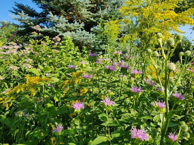 Lavender bee balm mixed with yellow goldenrod, rattlesnake master and Joe Pye weed blooms.