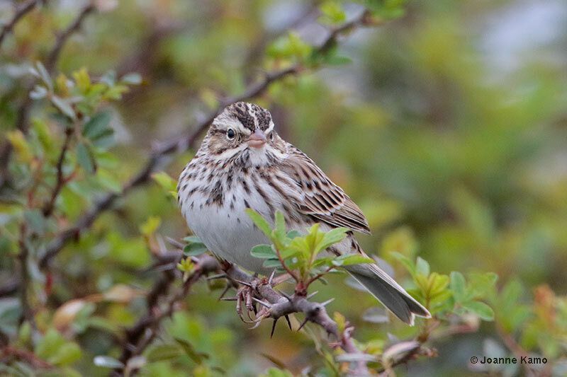 Savannah Sparrow