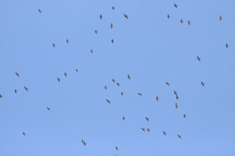 Broad-winged Hawks