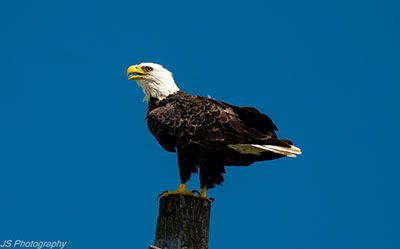 Bald Eagle at Archbishop Fiorenza Park
