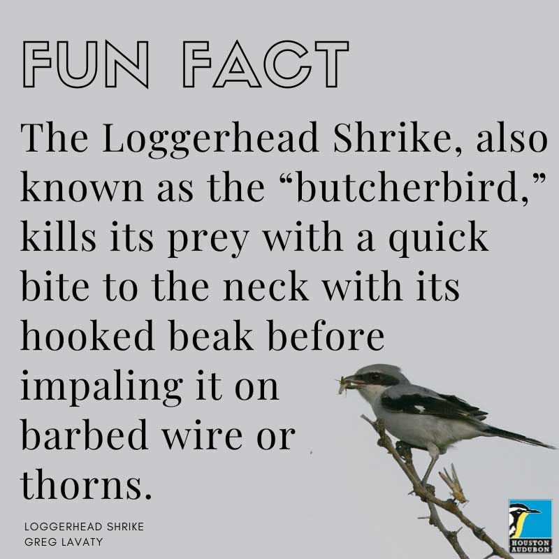 Loggerhead Shrike fun fact