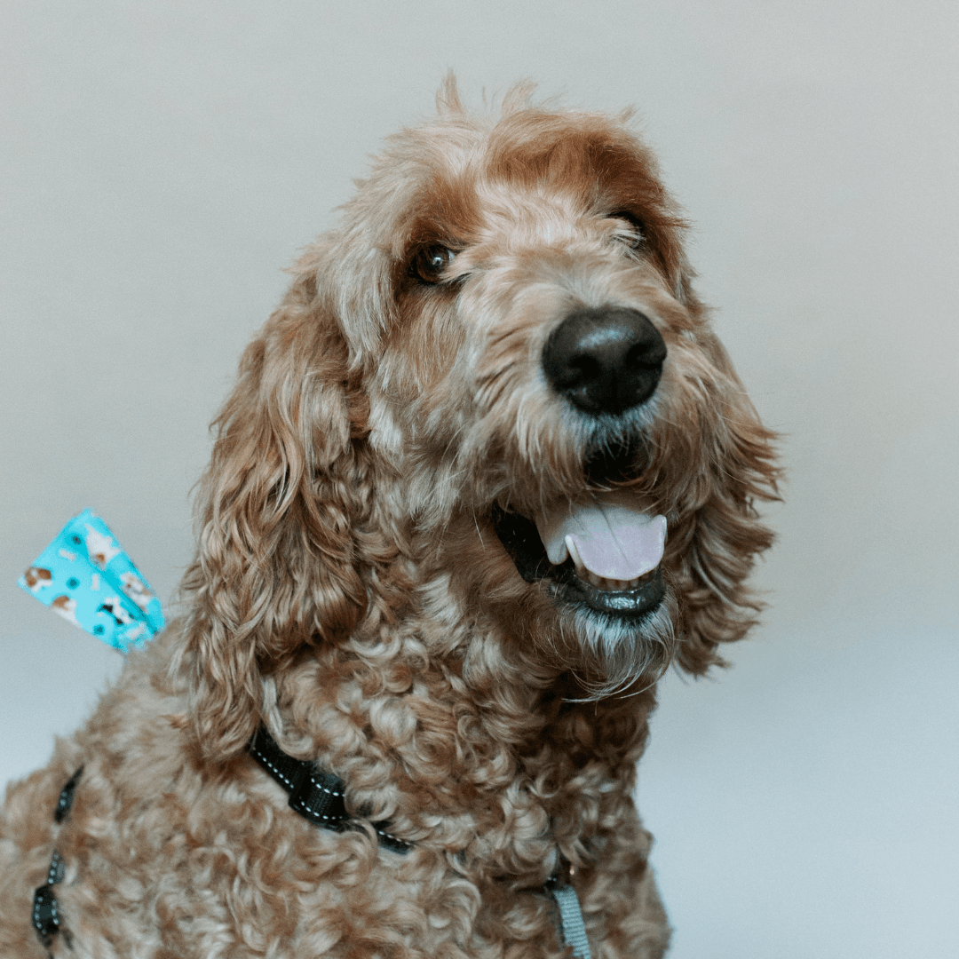 Zola
